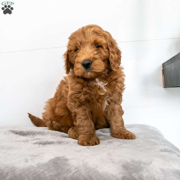 Bobby, Mini Goldendoodle Puppy